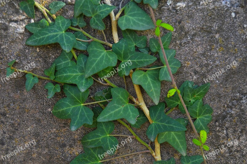 Ivy Vine Climb The Wall Plant Green Leaves