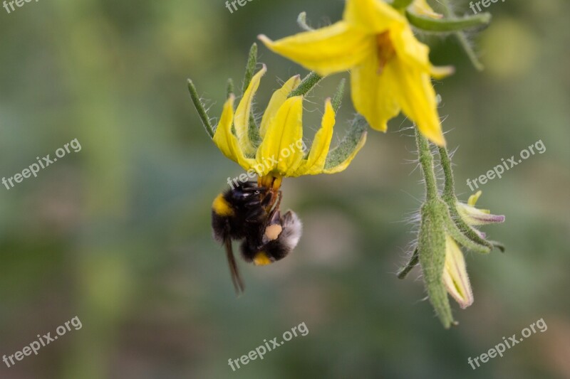 Bumblebee Pollinating Flower Tomato Vegetable