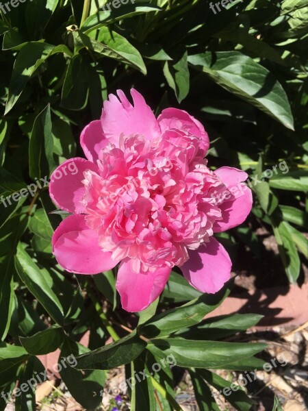 Peony Pink Flower Blossom Nature