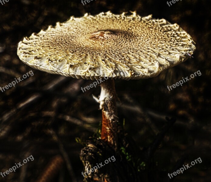 Mushroom Forest Moss Forest Floor Autumn Sun