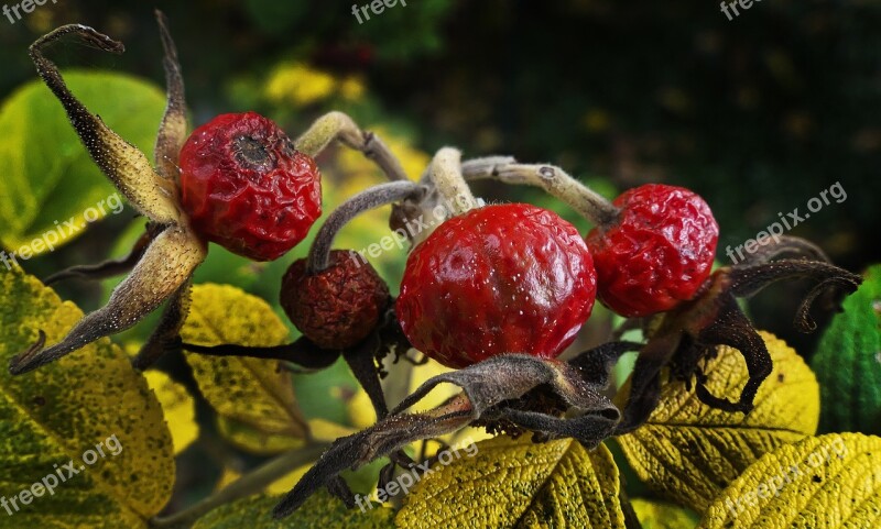 Rose Hip Rose Apples Nut Fruits Fruit Apple Rose