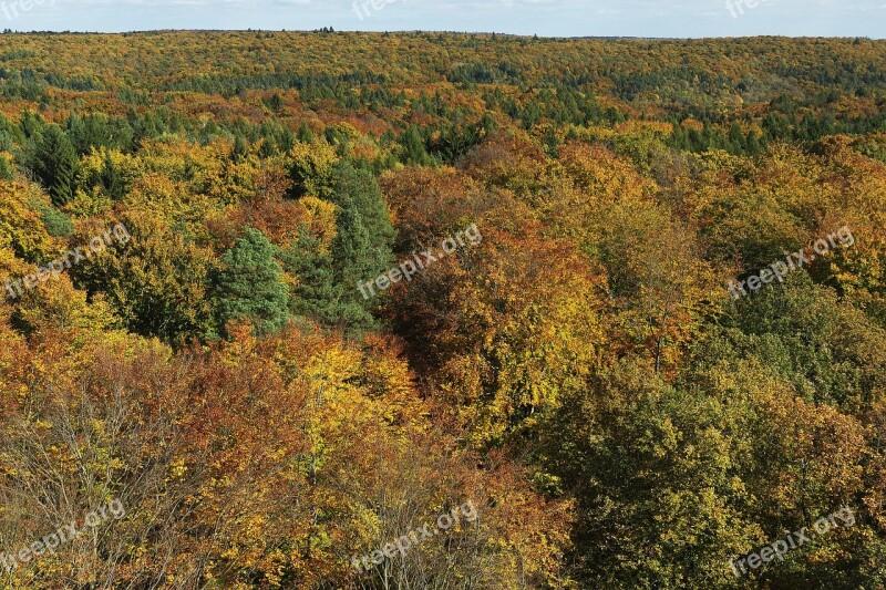 Autumn Forest Indian Summer Treetop Canopy Emerge