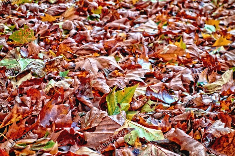 Leaves Fallen Leaves Autumn Leaves Leaves On The Ground Autumn Colors