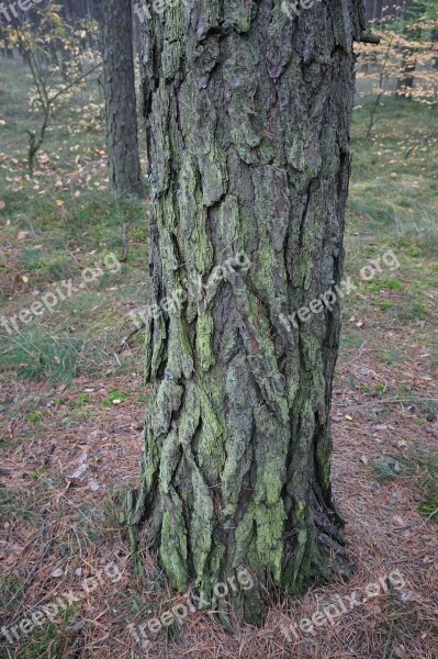 Pine The Bark Tree Trunk Coniferous