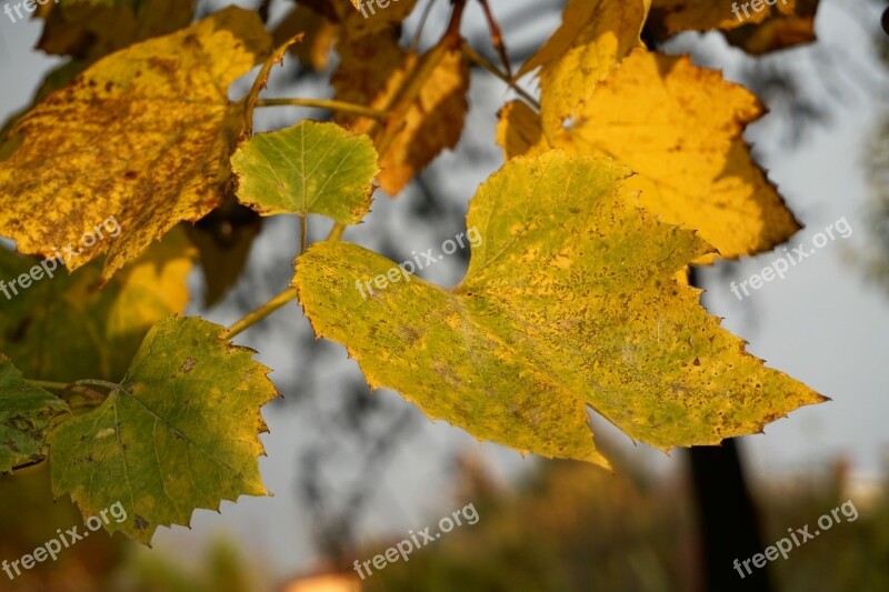 Bunch Of Grapes Foliage Yellow Dry Leaves Golden Leaves