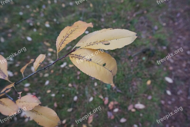 Autumn List Yellow Leaves Free Photos