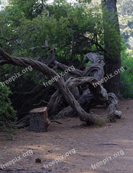 Tree Nature Landscape Log Forest