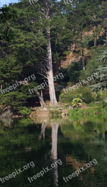 Tree Park Mirroring Water Sunshine