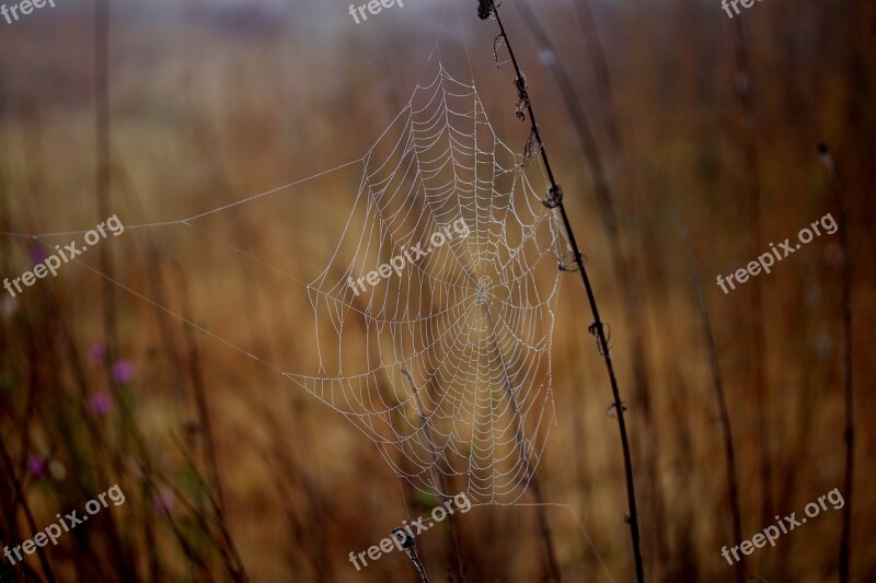 Spider Web Wet Hooked Place Dew