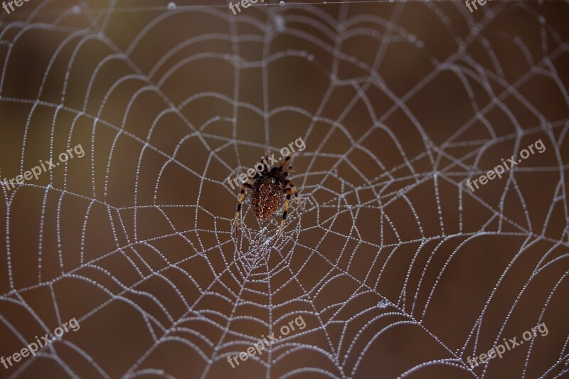 Spider Spider Web Wet Hooked Place