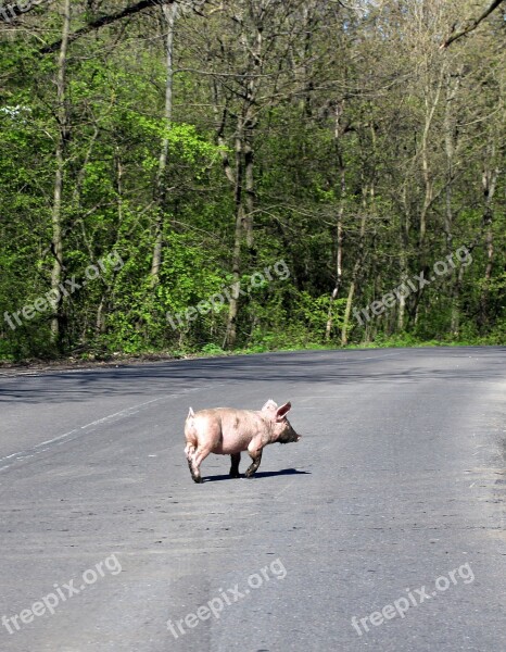 Pig Street Crossing Pet Forest