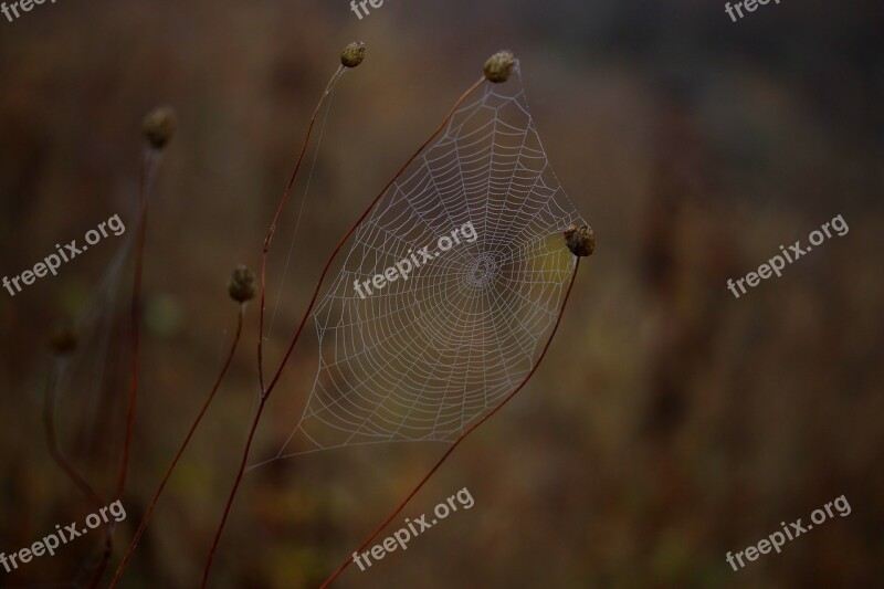 Spider Web Wet Hooked Place Dew