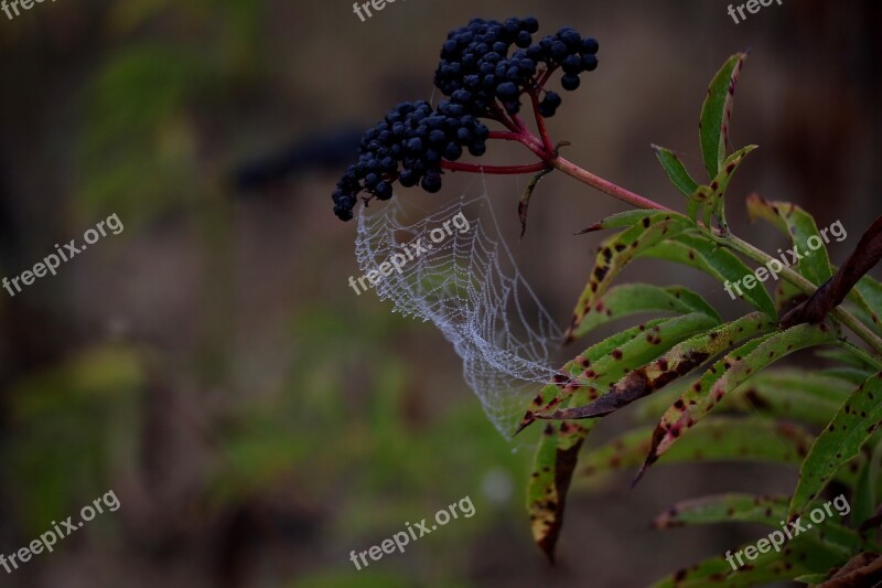 Spider Web Wet Hooked Place Dew