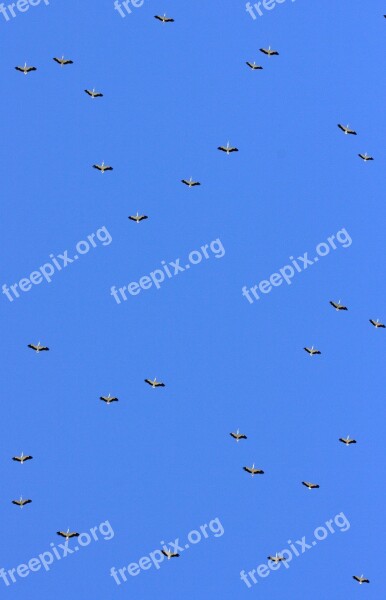 Stork Stol Birds Sky Free Photos