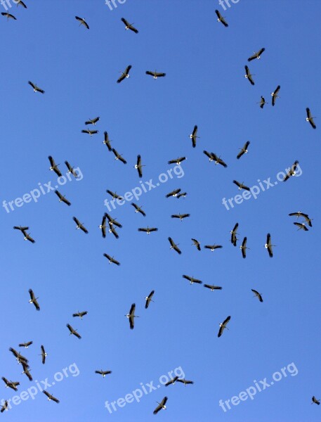 Stork Stol Birds Sky Free Photos