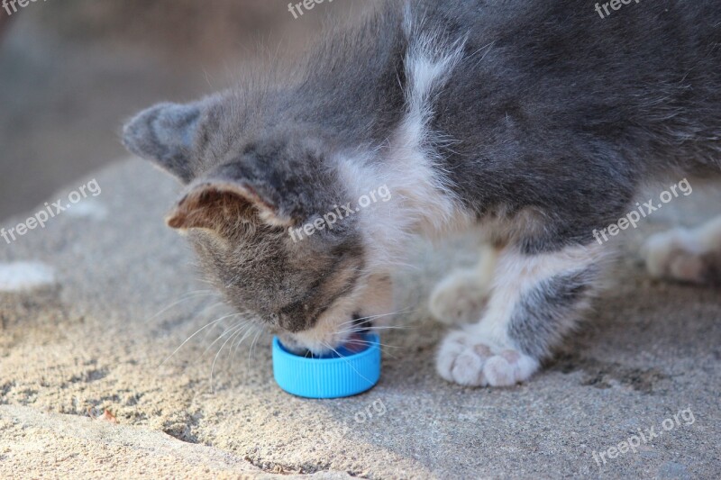 Kitten Eat Morocco Water Drink