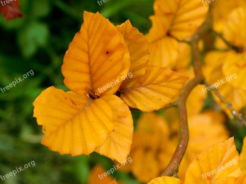 Leaf Leaves Autumn Leaves Orange Leaves Fall Leaves