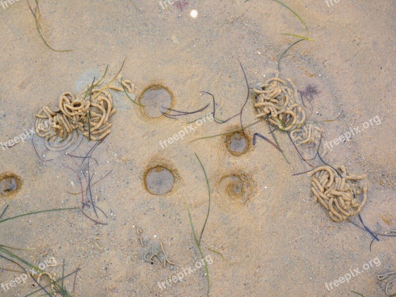 Fraßtrichter Lugworm Arenicola Marina Collapse Funnel Funnel Hole