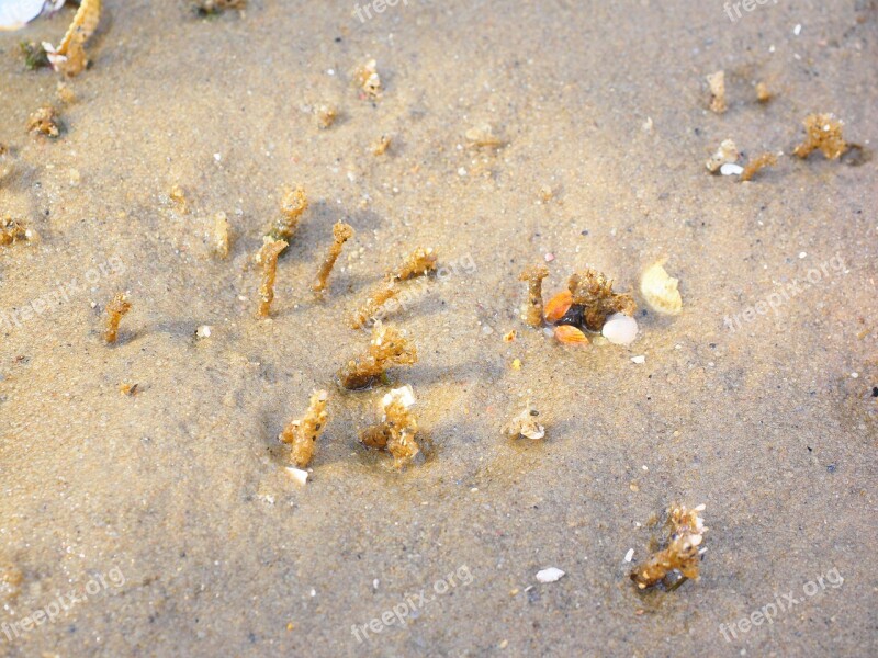 Tree Tube Worm Worm Lanice Conchilega Annelid Lanice