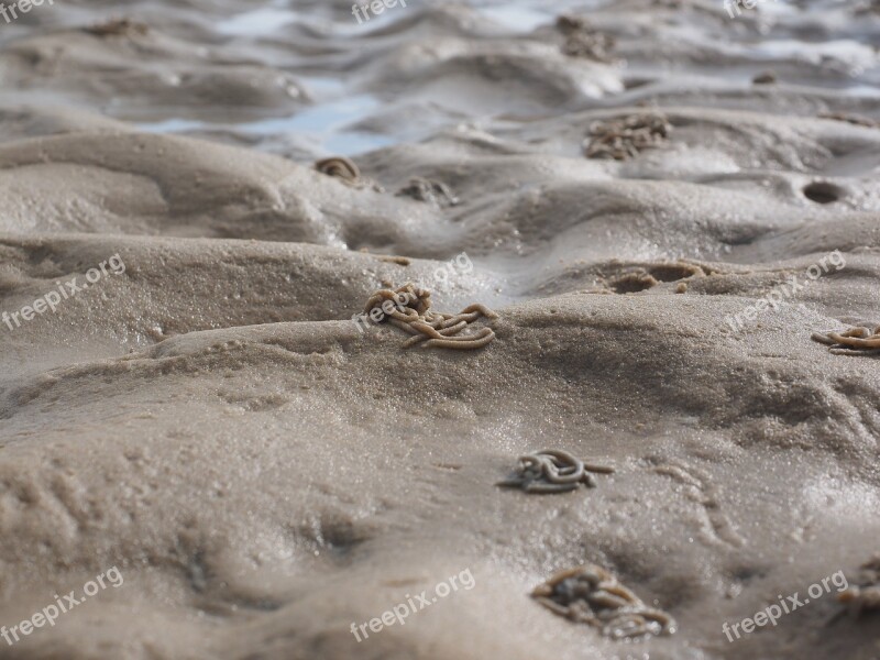 Watt Worm Pile Lugworm Worm Arenicola Marina Sand Worm