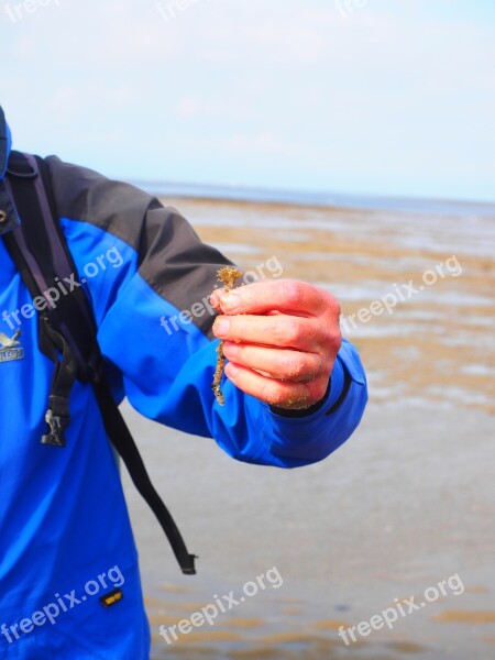 Watt Leader Tree Tube Worm Worm Lanice Conchilega Annelid