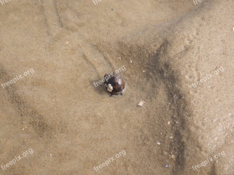 Large Sea Snail Snail Common Sea Snail Littorina Littorea Sea Snail