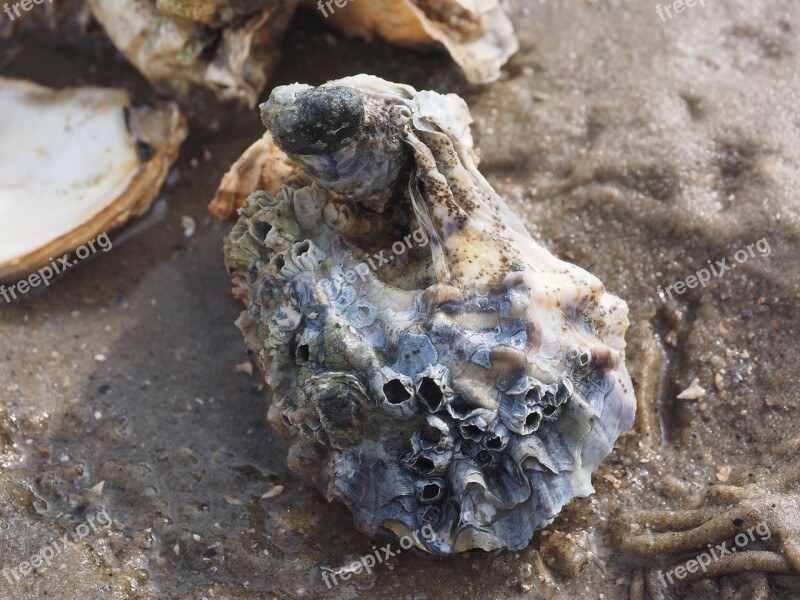 Pacific Oyster Oyster Shell Crassostrea Pacifica Crassostrea Gigas