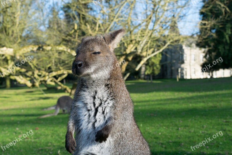 Kangaroo Animal Park Nature Head