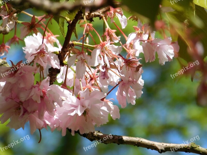 Blooming Tree Pink Flowers Tree Branch Free Photos