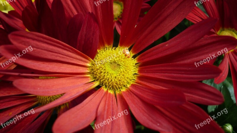 Gerbera Flower Blossom Bloom Red