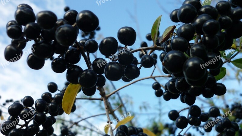 Privet-berries Hedge Plant Small Black Fruits