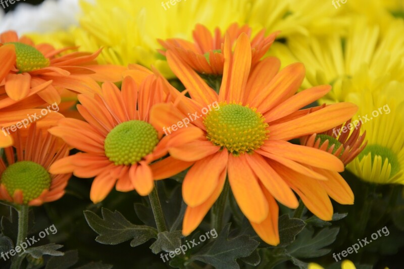 Mums Flowers Orange Flowers Flowers Nature