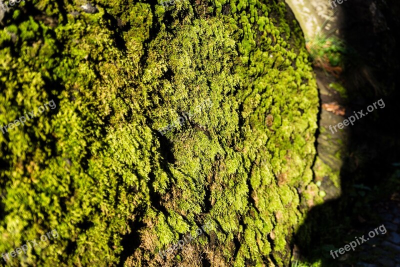 Moss Eifel Forest Spring Autumn