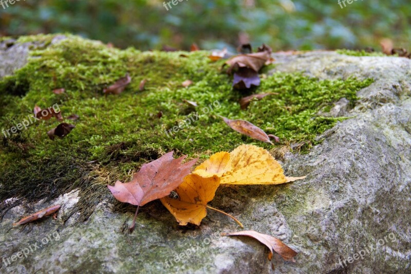 Stone Moss Nature Autumn Leaves