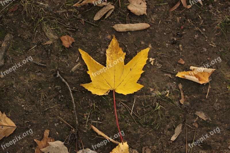 Autumn Leaves Red Season Leaf