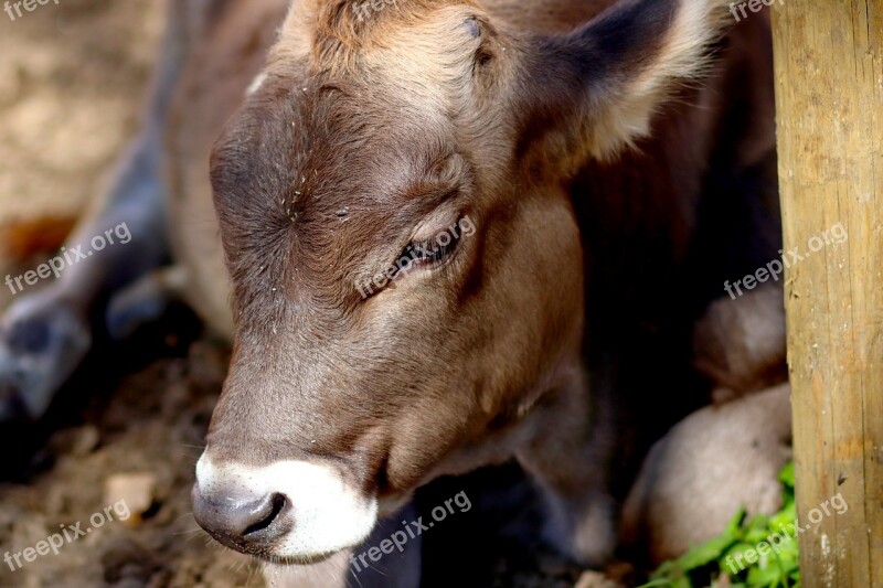 Calf Cow Animal Cattle Livestock