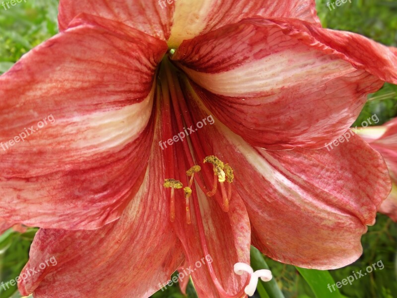 Lily Flower Stamen Petals Red