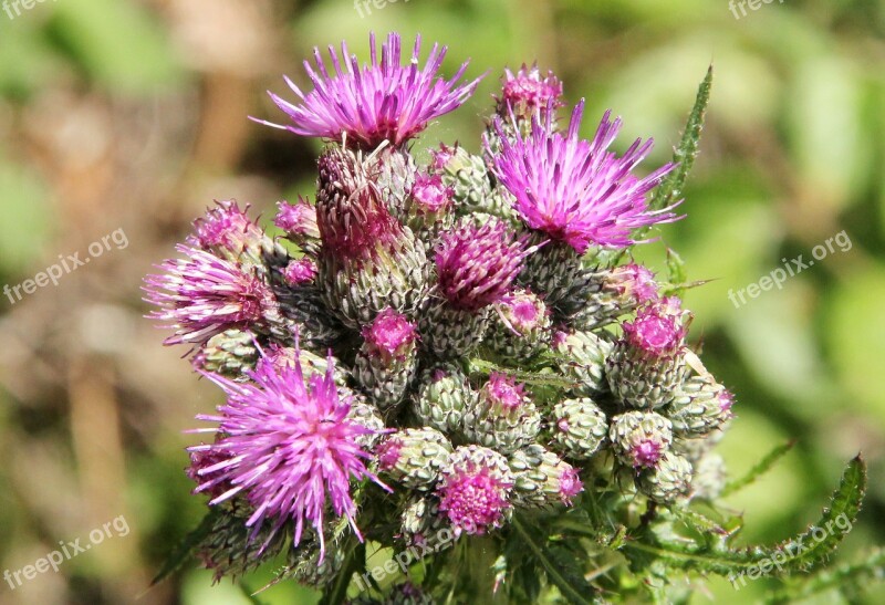 Thistle Nature Pink Flower Plant