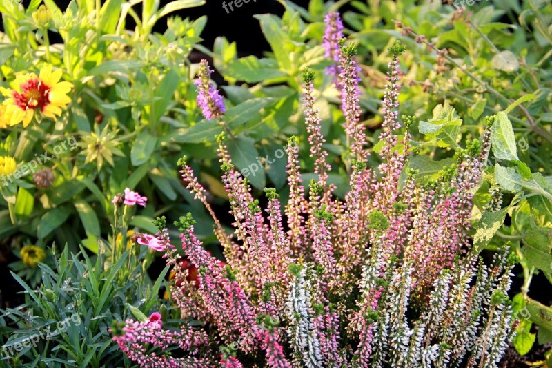 Lavender Nature Season Flower Garden