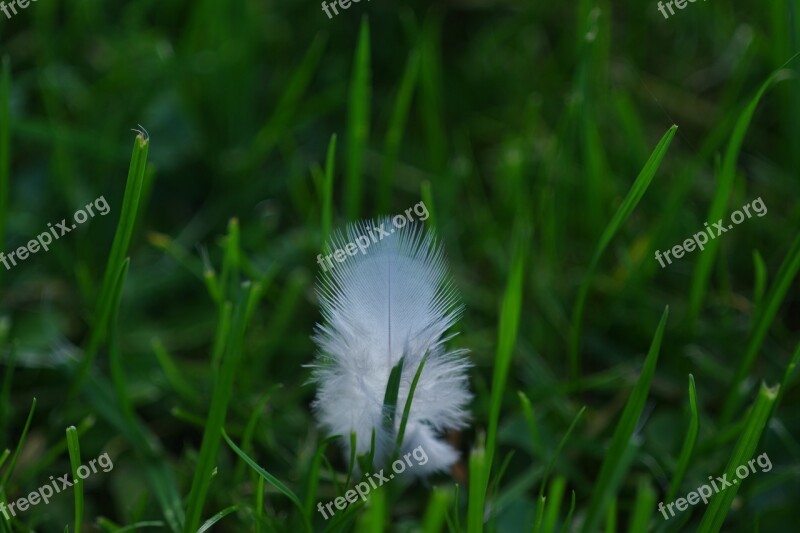 Feather Down White Slightly Fluffy