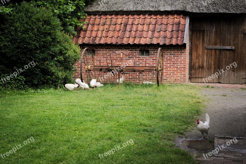 Chickens Animals Birds Nature Feather