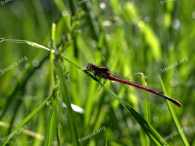 Dragonfly Grass Insect Nature Flight Insect