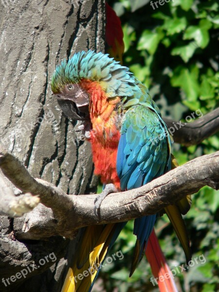 Parrot Bird Colorful Parrot Color Feathers