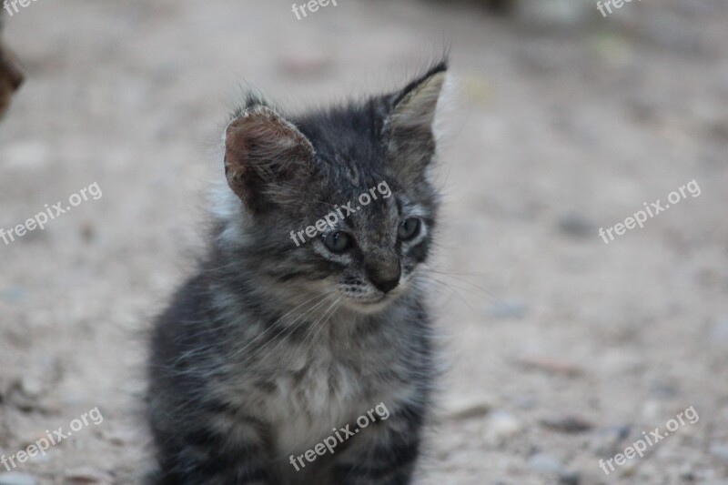 Kitten Cat White Animal Animals