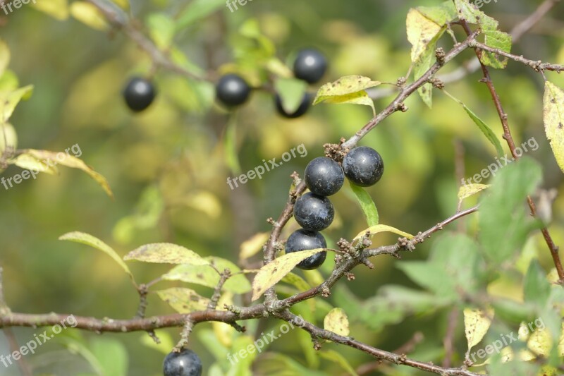 Schlehe Blackthorn Prunus Spinosa Wild Fruit Autumn