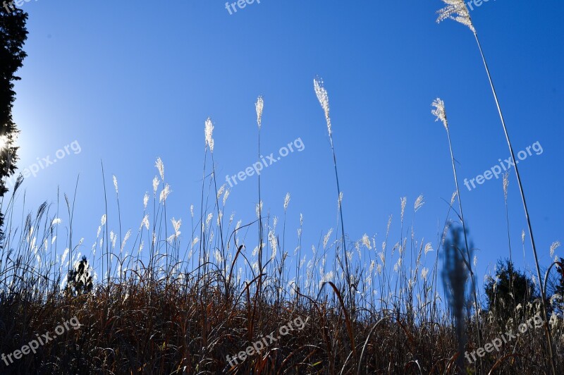 Japanese Silver Grass Mt Backlight Autumn Free Photos