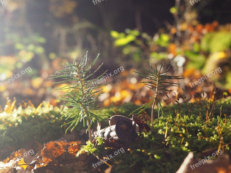 Forest Floor Moss Leaves Nature Green