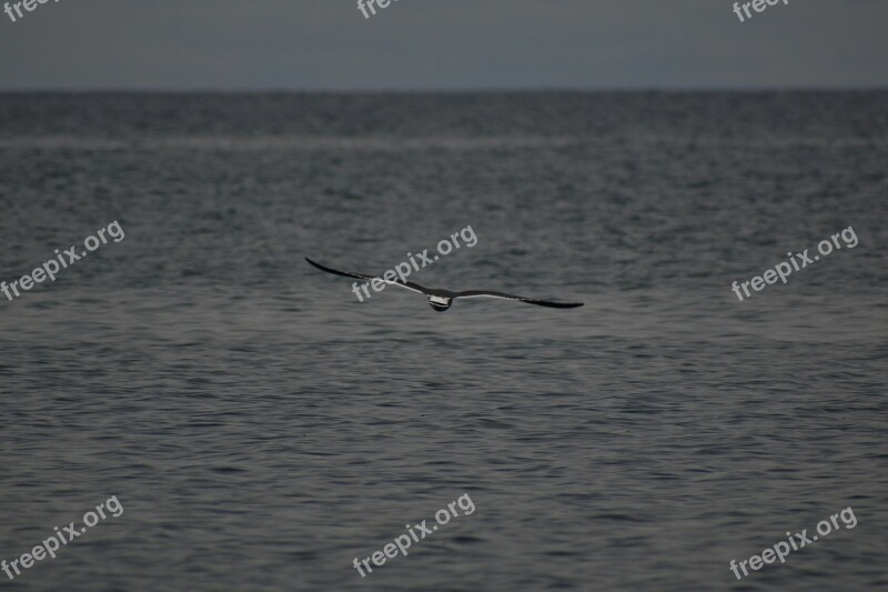 Animal Sea Beach Wave Seabird