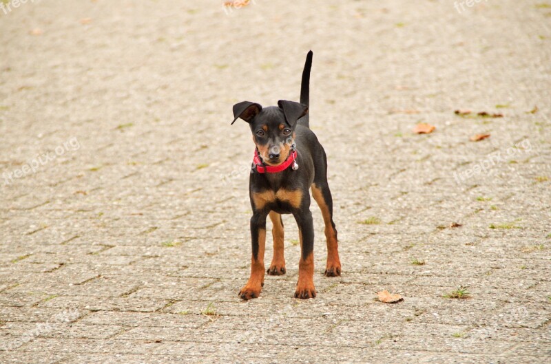 Miniature Pinscher Cute Dog Animal Young Dog