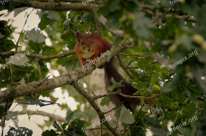 Squirrel Nature Animal Forest Rodent